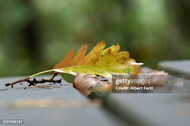 autumny leaf of an oak on a bench - arbre à feuilles caduques photos et images de collection