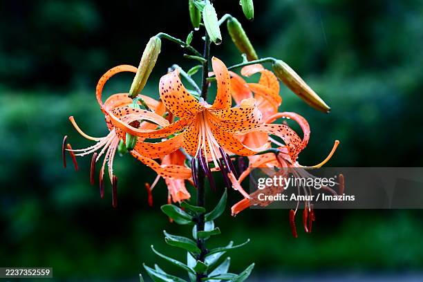 Clematis, Bildbanksbilder