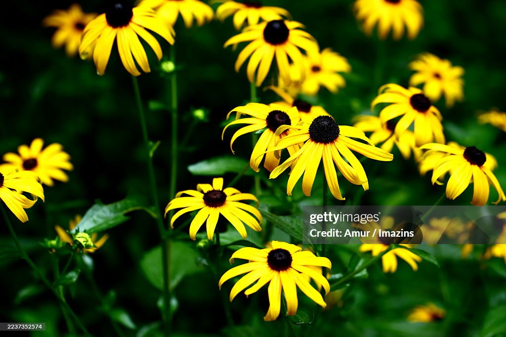 Rudbeckia