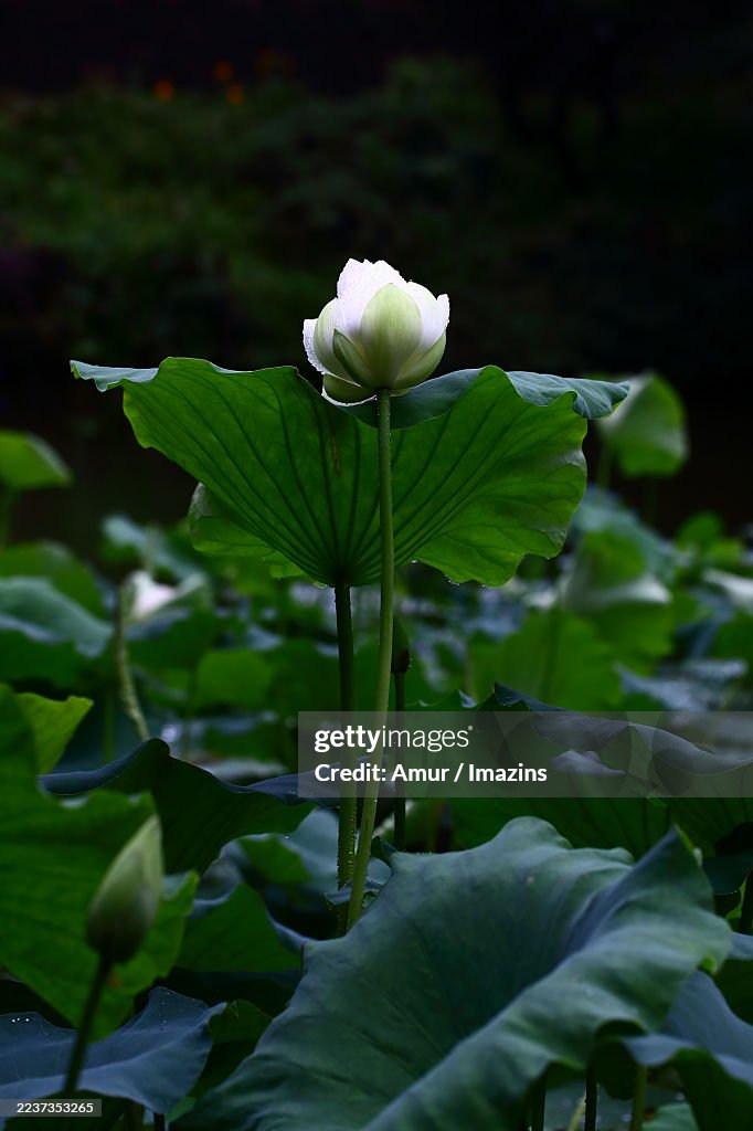 Lotus flower