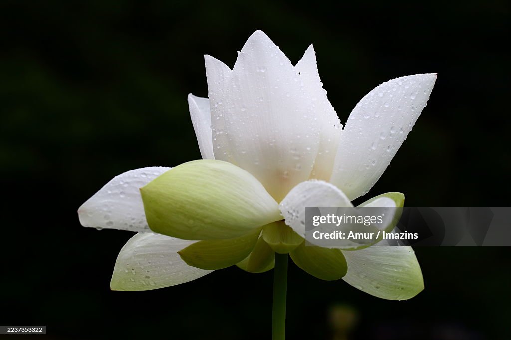 Lotus flower