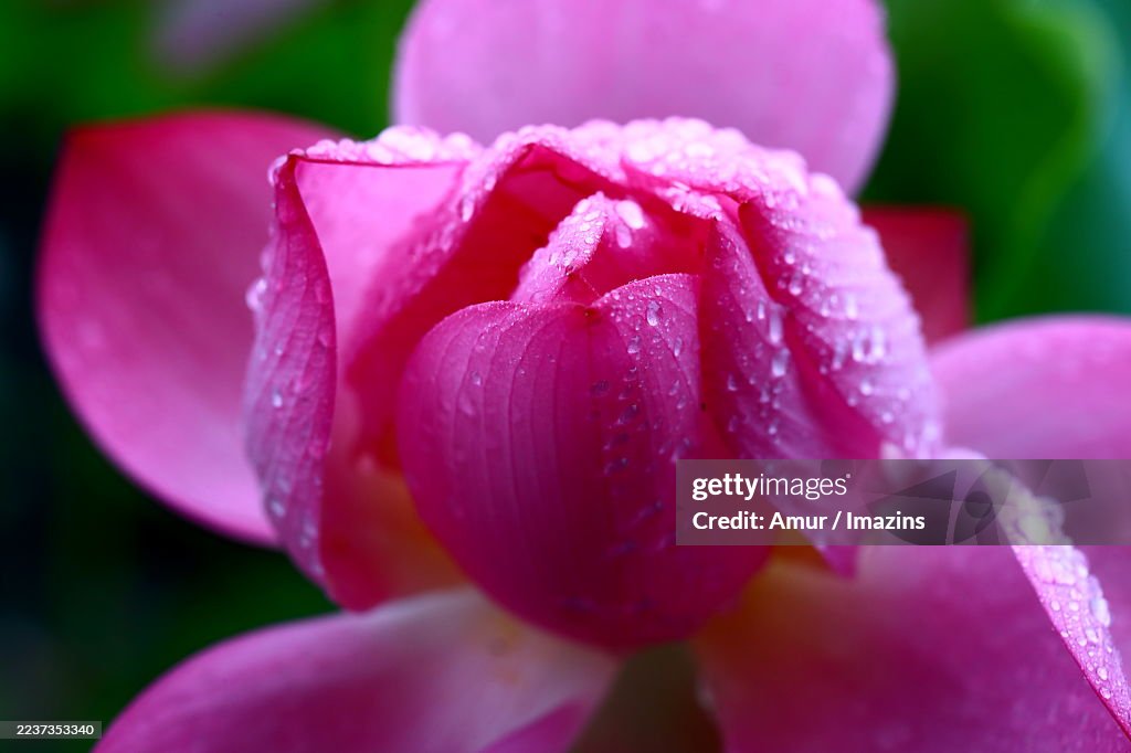 Lotus flower