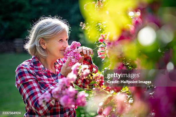 senior woman smelling flowers in the garden. - ruiken stockfoto's en -beelden