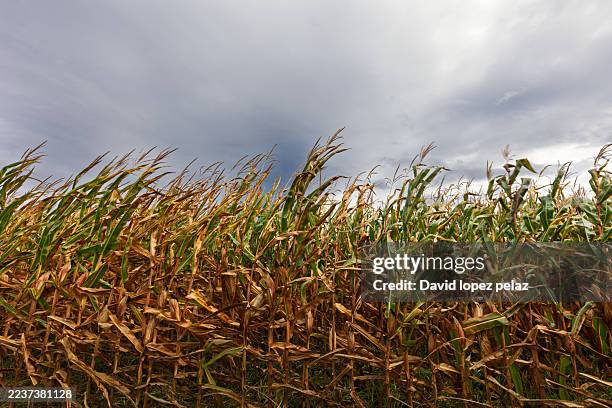 ripe corn field under a cloudy sky before harvest - rural health stock pictures, royalty-free photos & images