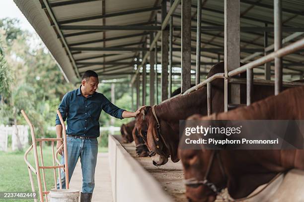 farmer working at cattle farm caring for cows in livestock barn - gado animal doméstico imagens e fotografias de stock