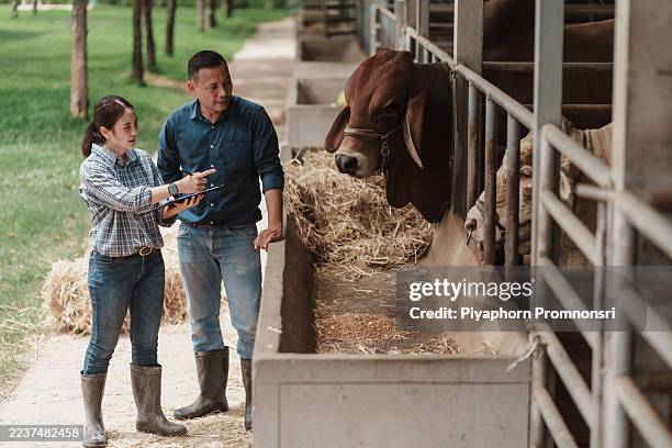 techniker bewerten brahman- und charolais-bullen an der futterlinie und verwenden eine tablette, um die samenproduktion, gesundheitschecks und biosicherheit für eine zuverlässige besamungszucht und herdenverbesserung zu planen. - landwirtschaftlicher beruf stock-fotos und bilder