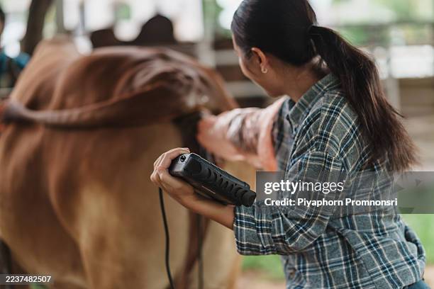 technician completes a transrectal ultrasound the cow, reading the handheld console to verify ovulation and schedule ai, following clean sops for biosecurity, animal welfare and traceable records. - biosecurity stock pictures, royalty-free photos & images