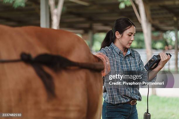 bovine ultrasound — technician assesses ovarian status to set ai timing and ensure hygiene - beef cattle stock pictures, royalty-free photos & images