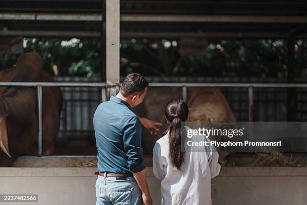 stud farm veterinarian and manager inspect breeding bull for semen collection and herd improvement - herd immunity stock pictures, royalty-free photos & images