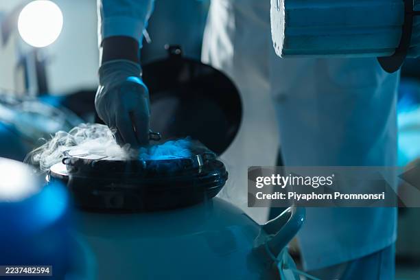 a lab technician handles lifting a cryogenic canister of semen straws from liquid nitrogen storage, safeguarding semen straws, cryopreservation quality control for artificial insemination programs. - cryobiology stock pictures, royalty-free photos & images