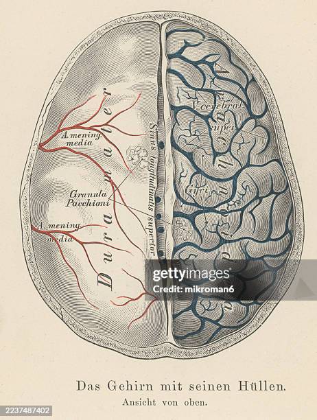 148 Brain Diagram Front Stock Photos and High-Res Images - Getty
