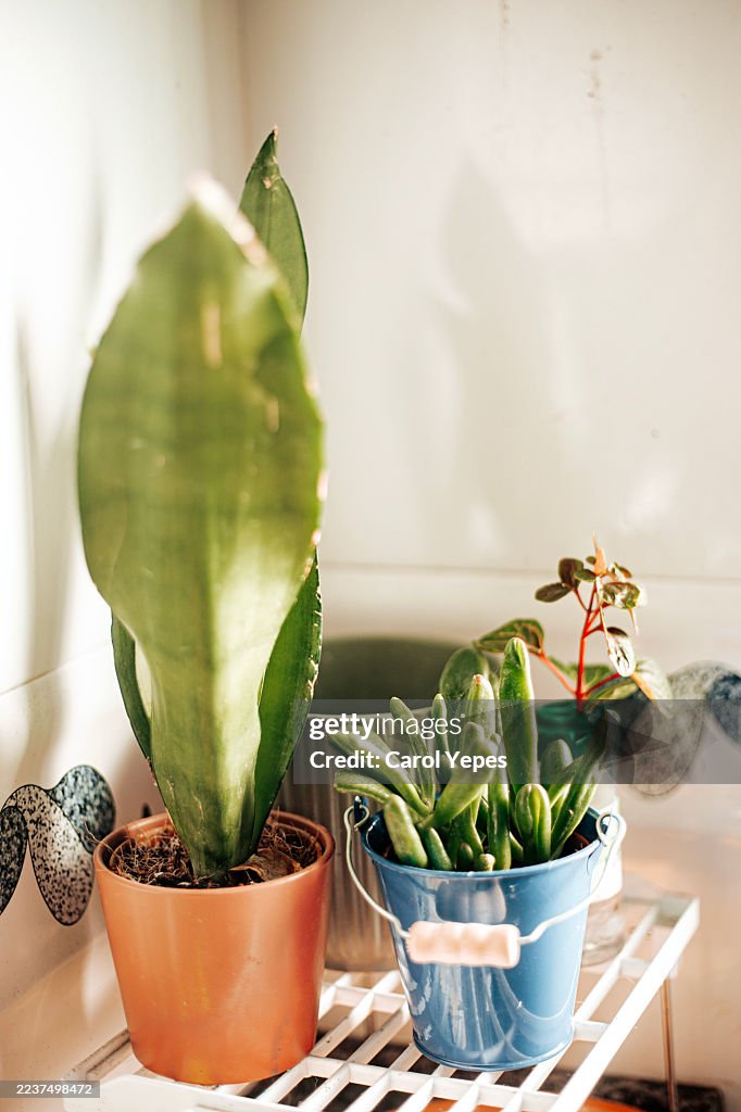 Collection of succulent plants placed on a kitchen window sill, bringing natural greenery and fresh decoration into the home. Perfect for illustrating cozy interiors, indoor gardening, sustainable lifestyle, and stylish home decor ideas.