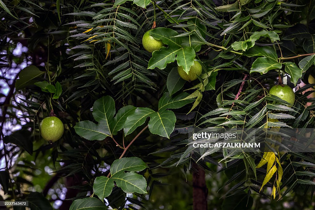Juicy fruit on the tree.