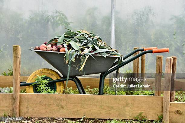 collecting compostables on the farm. - compostable stock pictures, royalty-free photos & images