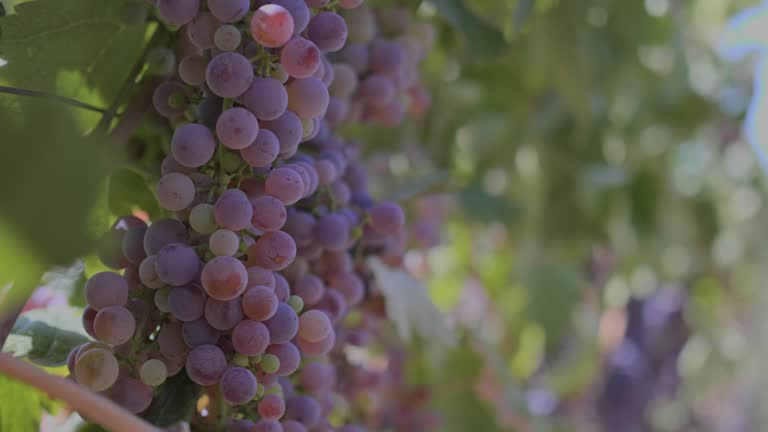 https://media.gettyimages.com/id/2237580421/video/cinematic-view-of-grapes-agricultural-fields.jpg?b=1&s=640x640&k=20&c=260ETOA4tXKj3utOoGoG7lIhw39SscK7oVZKd6n38eU=