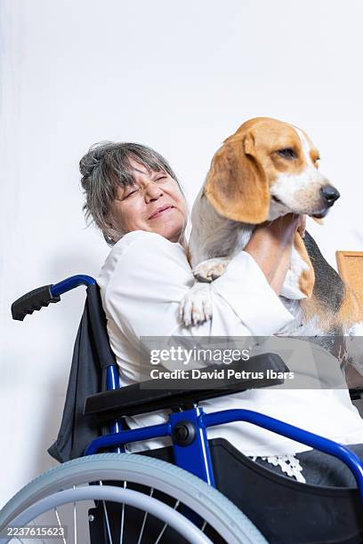 woman in wheelchair having special moment with beagle dog - service animal stock pictures, royalty-free photos & images