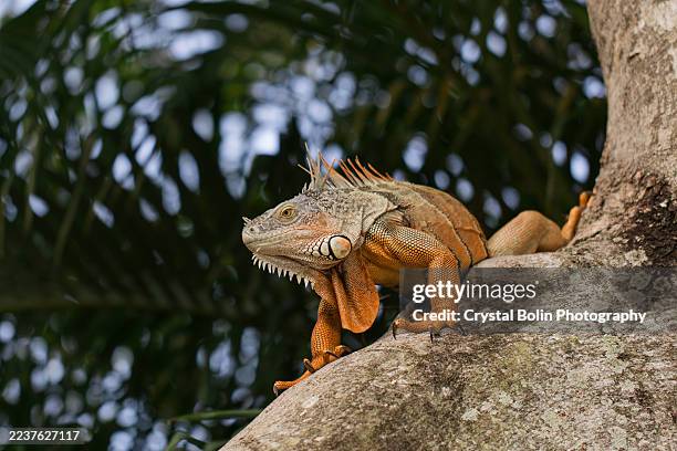 großer orangefarbener leguan, der sich in einem baum in west palm beach, florida, ausruht, umgeben von palmen im hintergrund, im herbst 2025 - geckos stock-fotos und bilder