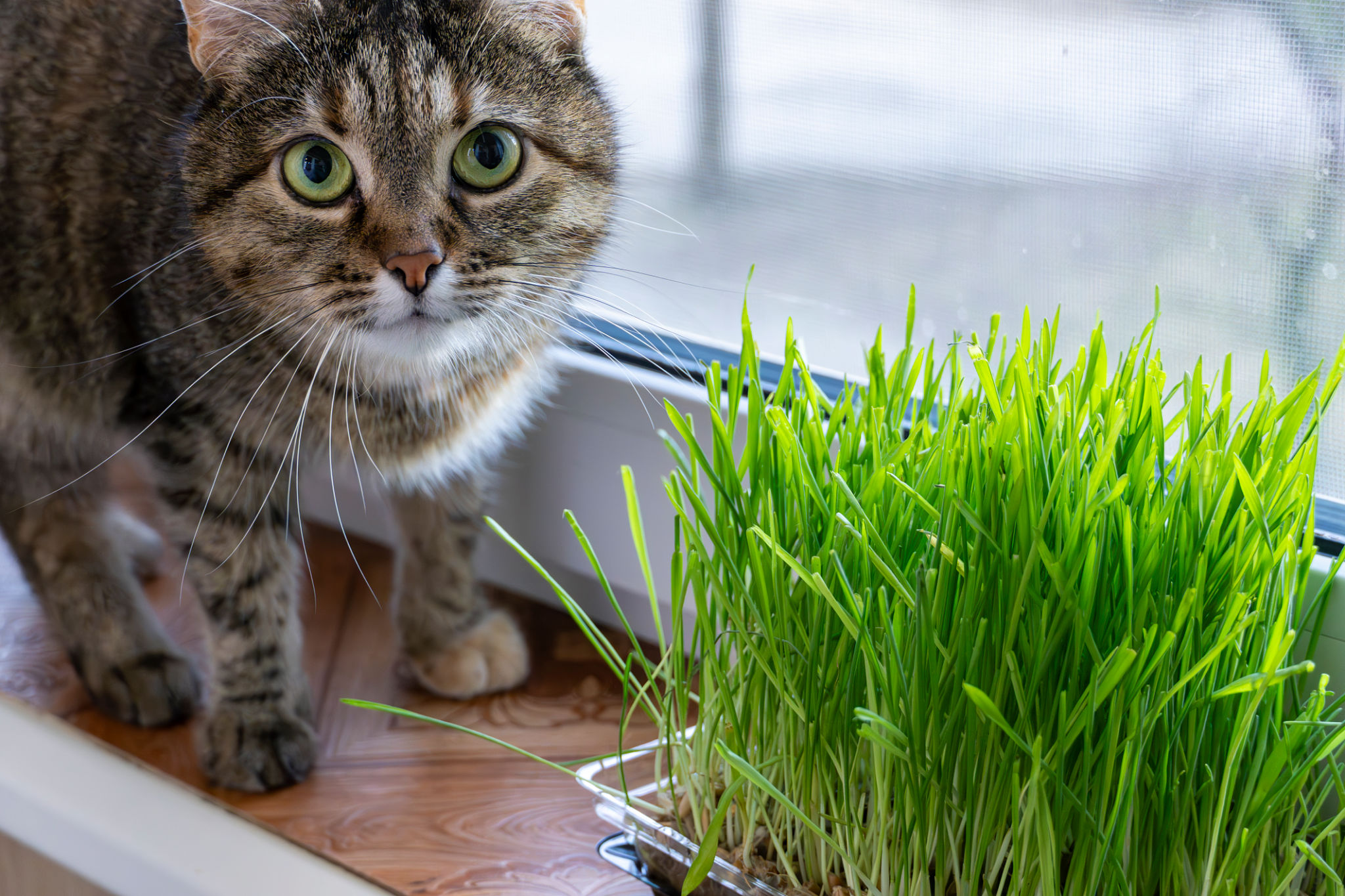 eco-friendly pet care