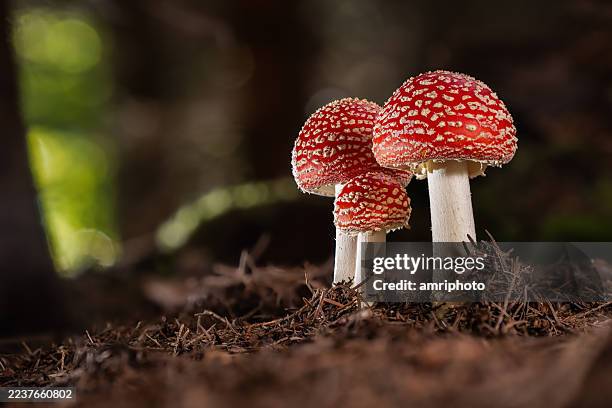 256 Lucky Mushroom Stock Photos and High-Res Images - Getty Images