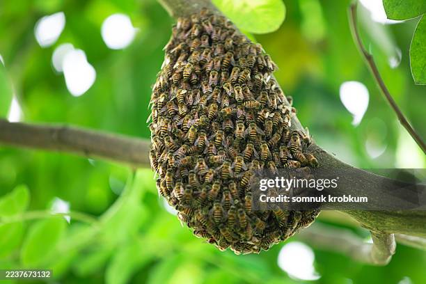 new honeycomb - beehive stock pictures, royalty-free photos & images