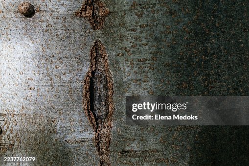 Tree bark texture with rough surface and natural pattern Tree bark texture with rough surface and natural pattern