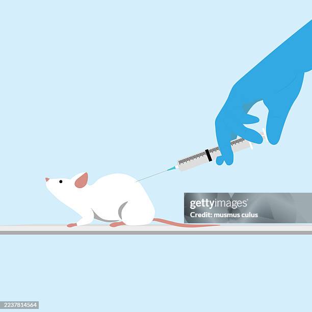 lab rat injected for scientific research - genetically modified animals stock illustrations
