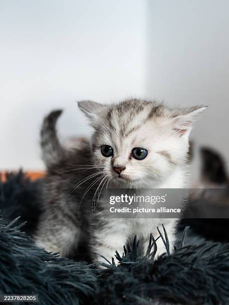 Cats, News Photo