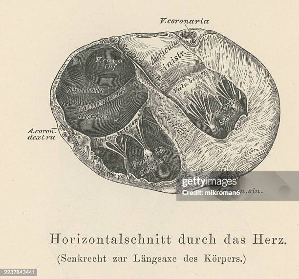 old engraved illustration of anatomy of human heart - kleine bloedsomloop stockfoto's en -beelden