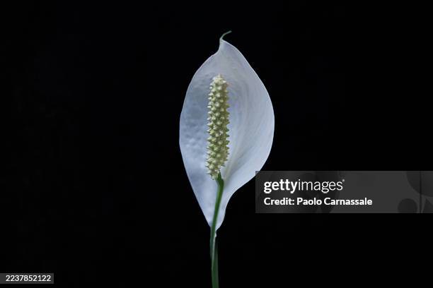 close- up of single spathiphyllum against black background - peace lily stock pictures, royalty-free photos & images