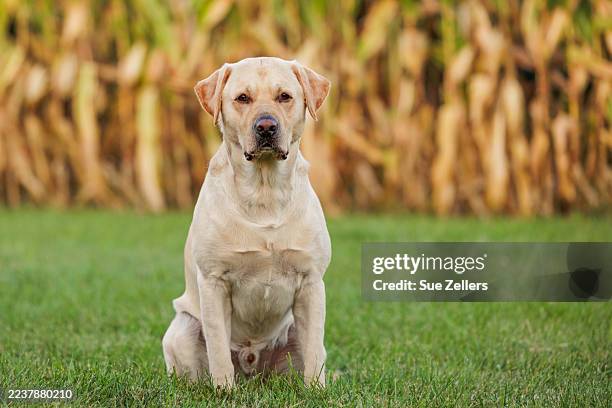 autumn time with a yellow labrador retriever in a field - yellow labrador retriever stock pictures, royalty-free photos & images
