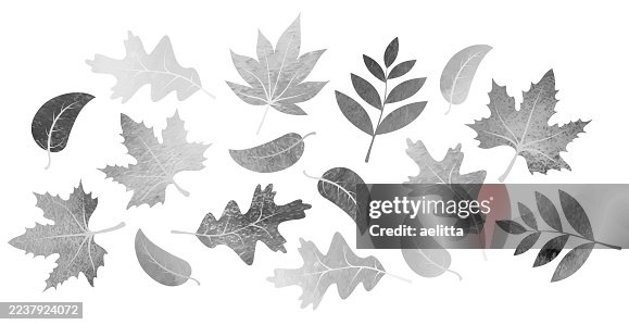 Design elements - leaves. Design elements - leaves.