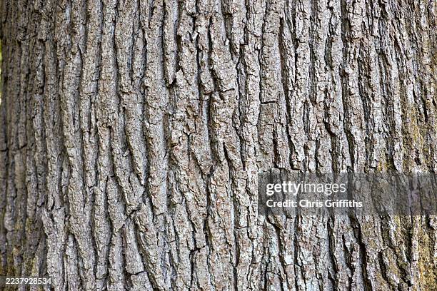 oak tree at westonbirt arboretum, gloucestershire, england, united kingdom - plant bark stock pictures, royalty-free photos & images