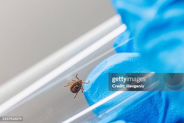 coche dans le tube à essai. recherche sur les insectes. laboratoire - tique à pattes noires photos et images de collection