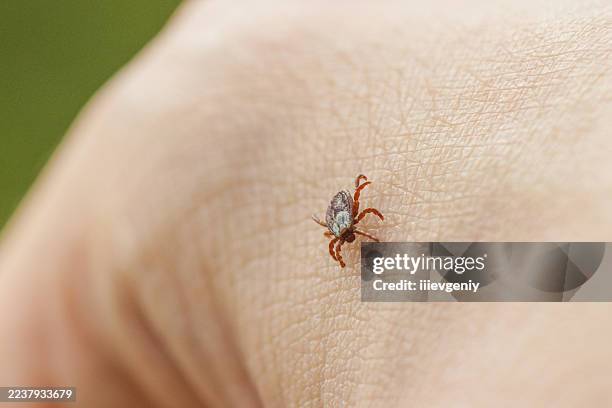 tique sur la peau - tique à pattes noires photos et images de collection