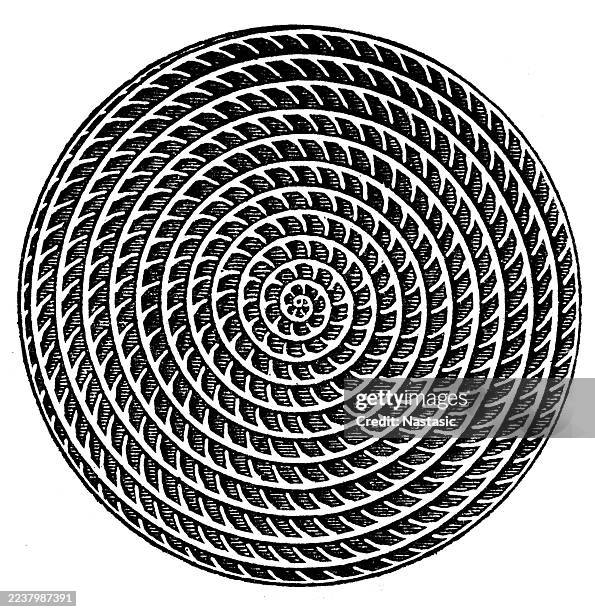 nummulites nummularia, horizontal section of the shell ,fossils from the tertiary period - cephalopod stock illustrations