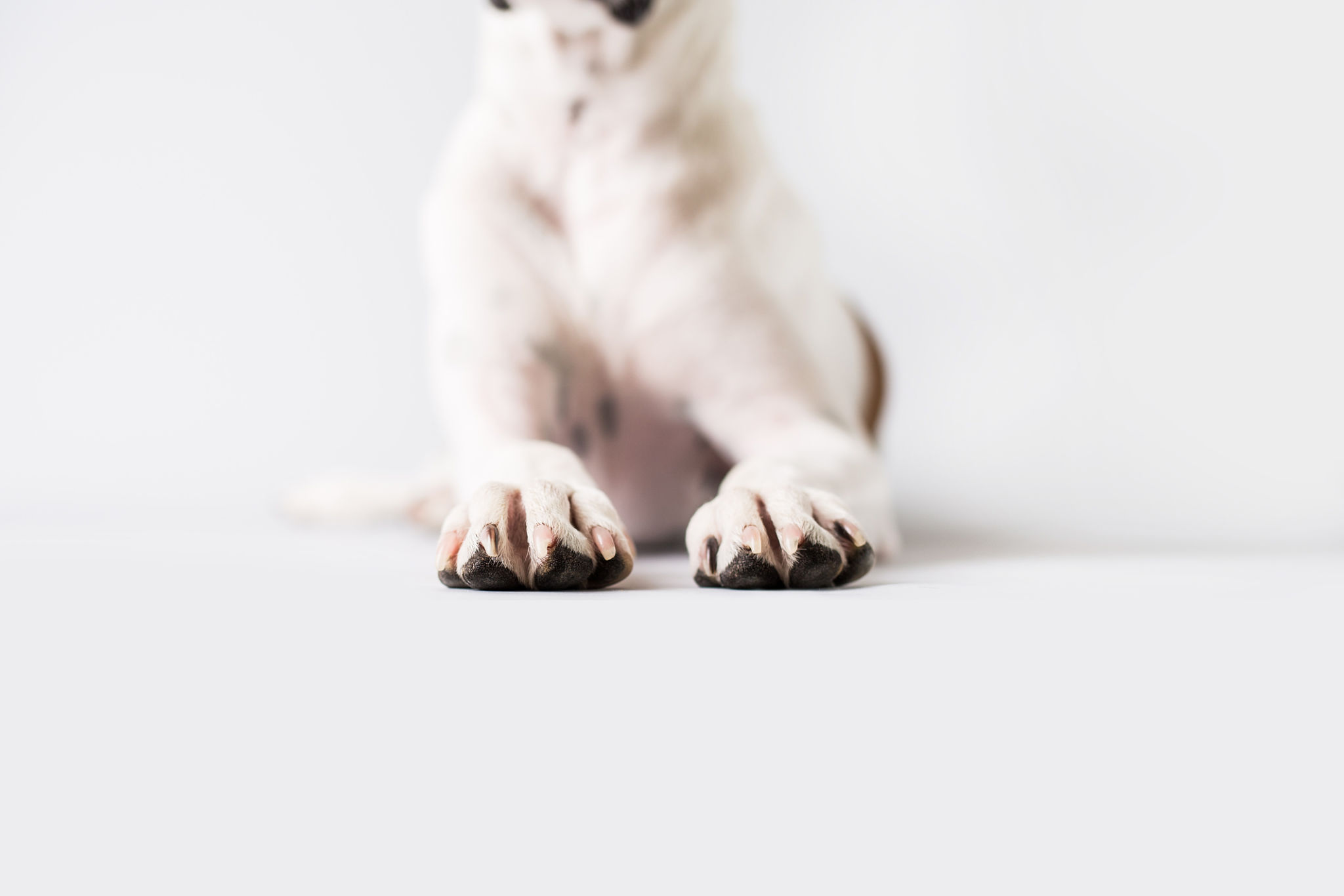 dog paws close-up