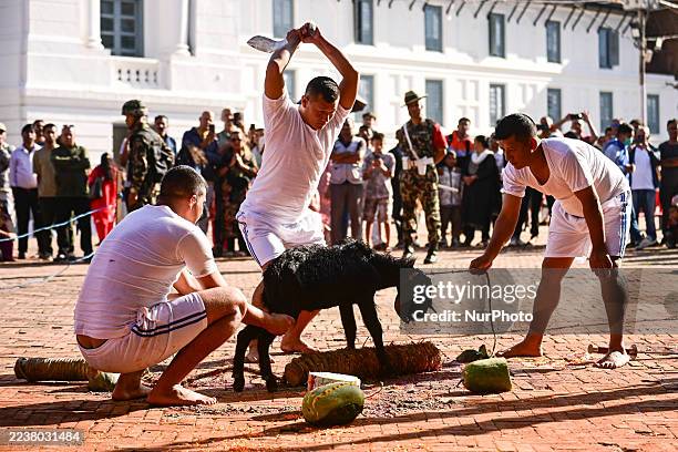 Nepalese Army personnel sacrifice a goat as an offering to the Gods and Goddesses during Maha Nawami, the ninth day of the Dashain festival, at...