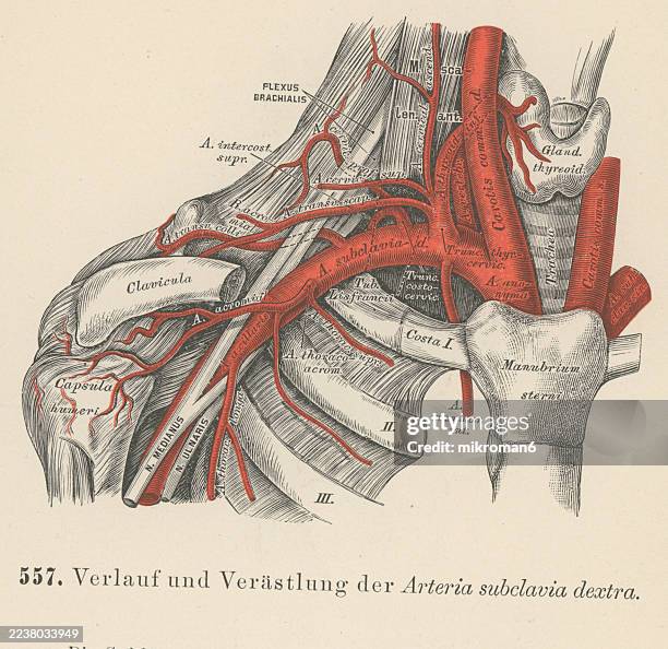 170 Foto Stock Fotografie E Immagini Ad Alta Risoluzione Su Arteria 170-foto-stock-fotografie-e-immagini-ad-alta-risoluzione-su-arteria