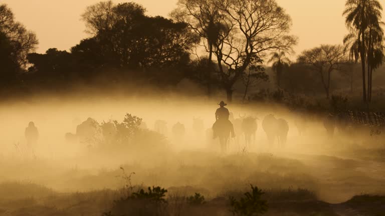 https://media.gettyimages.com/id/2238104703/video/cowboy-on-a-ranch-in-brazil.jpg?b=1&s=640x640&k=20&c=7yL_Dso6pjxvPkeFz2AJHIOzQorj-J5buhxu_BM5Pyw=