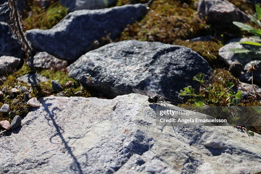 Eine dunkle Libelle auf einem großen Felsen