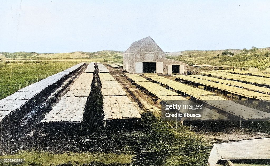Antique Photograph: Cod fish farm, Provincetown, Massachusetts
