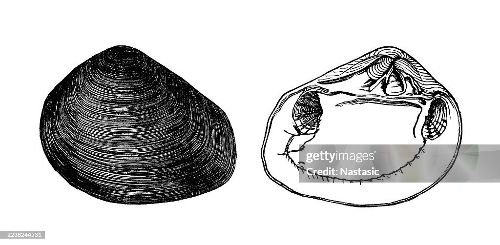 Crassatella ponderosa ,outer side, inner side ,fossils from the Tertiary period
