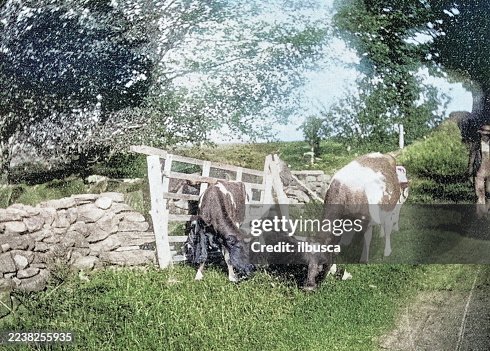Antique Photograph: Cattle Antique Photograph: Cattle