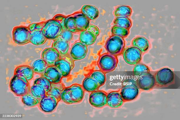 Streptococci - Bacteria with a rounded shape . Bacteria involved in several pathologies: scarlet fever, angina, septicemia, meningitis, neonatal...