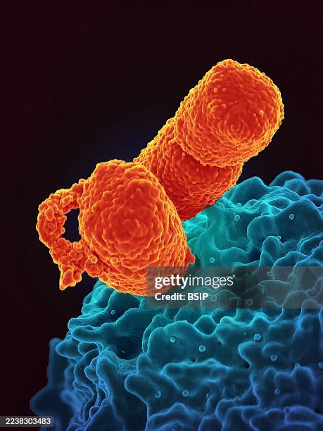 Human neutrophil interacting with Klebsiella pneumoniae , a multidrug?resistant bacterium that causes severe hospital infections.