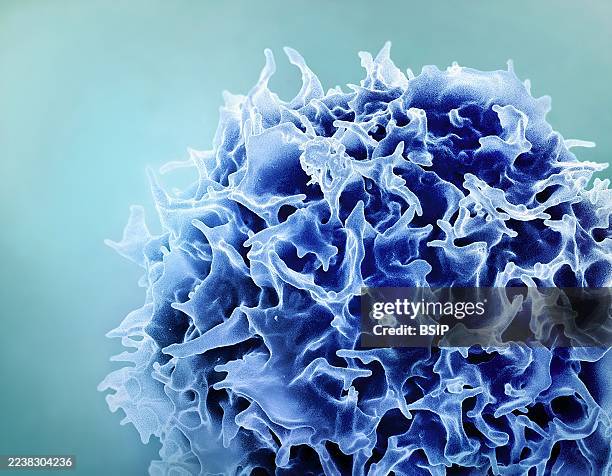 Colorized scanning electron micrograph of a T lymphocyte .