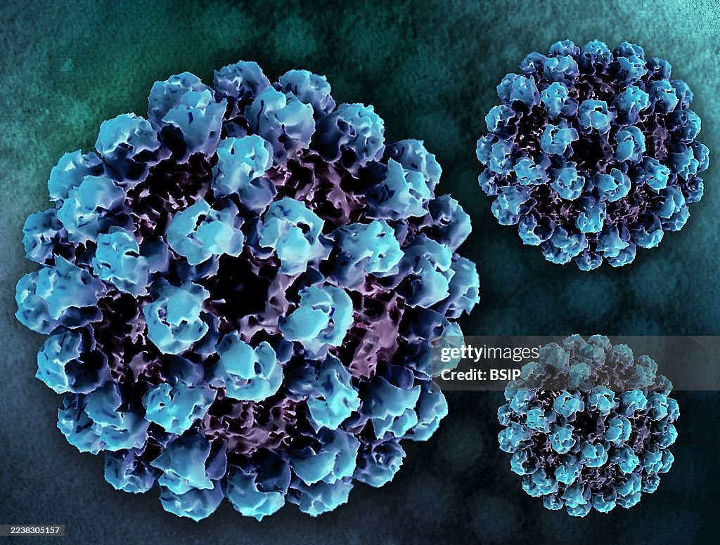 Norovirus
