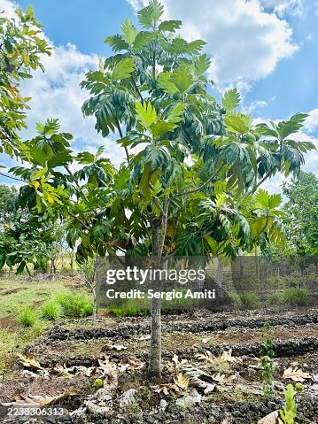 Breadfruit tree Breadfruit tree