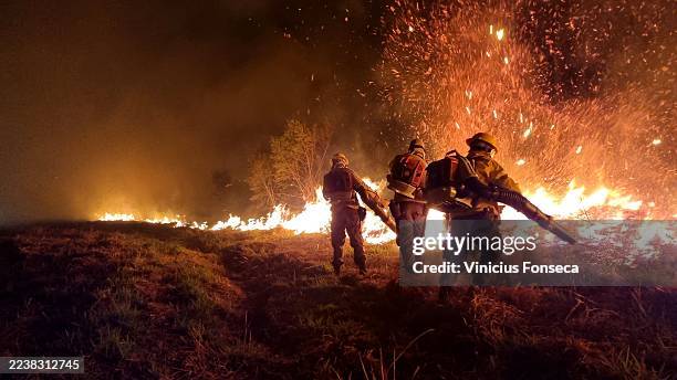 forest in fire - flammenmeer stock-fotos und bilder