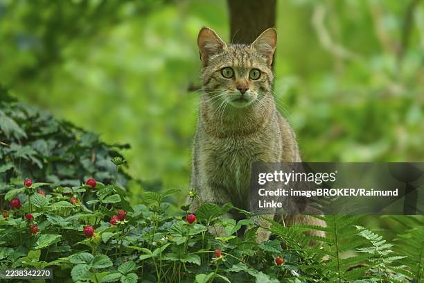 a wildcat sits on grasses and wild strawberries in the forest and looks around attentively, wildcat (felis silvestris silvestris), hesse, germany - europäische wildkatze stock-fotos und bilder